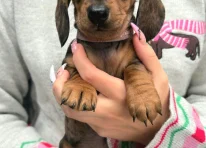 Puppy 2