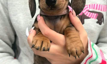 Dachshund (Miniature Smooth Haired)