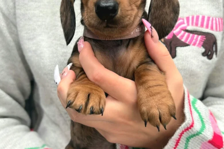 Dachshund (Miniature Smooth Haired)