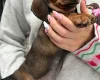 Dachshund (Miniature Smooth Haired)