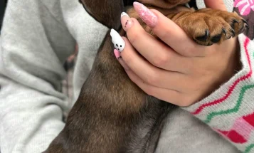 Dachshund (Miniature Smooth Haired)