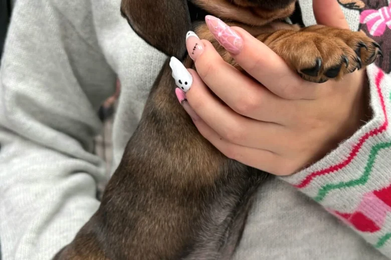 Dachshund (Miniature Smooth Haired)