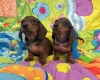 Dachshund (Miniature Smooth Haired)