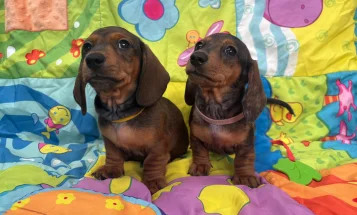 Dachshund (Miniature Smooth Haired)