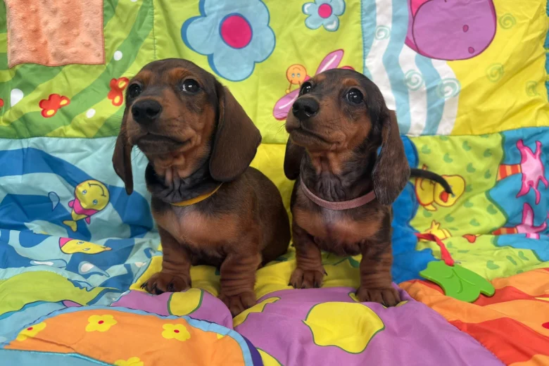 Dachshund (Miniature Smooth Haired)