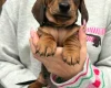 Dachshund (Miniature Smooth Haired)