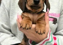 Puppy 1