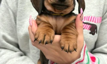 Dachshund (Miniature Smooth Haired)