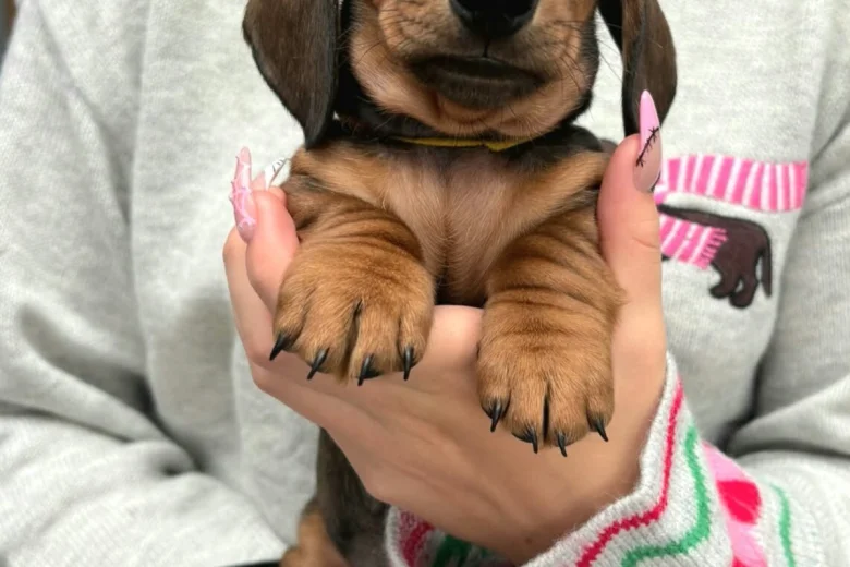 Dachshund (Miniature Smooth Haired)