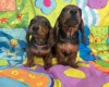 Dachshund (Miniature Smooth Haired)