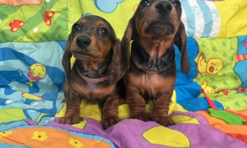 Dachshund (Miniature Smooth Haired)