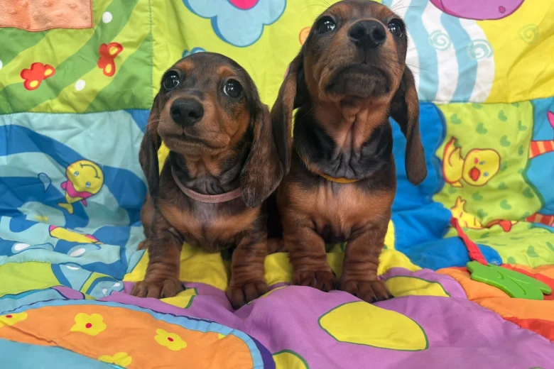 Dachshund (Miniature Smooth Haired)