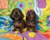 Dachshund (Miniature Smooth Haired)