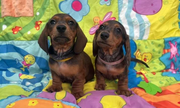 Dachshund (Miniature Smooth Haired)