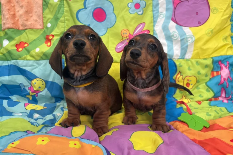 Dachshund (Miniature Smooth Haired)
