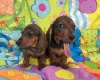 Dachshund (Miniature Smooth Haired)