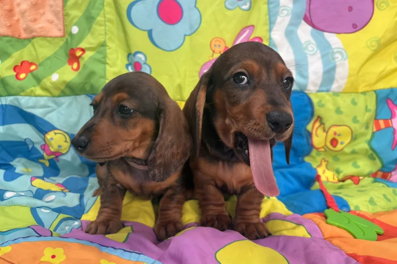 Dachshund (Miniature Smooth Haired)