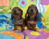Dachshund (Miniature Smooth Haired)