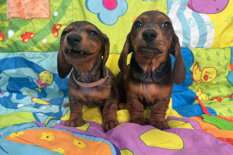 Dachshund (Miniature Smooth Haired)