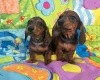 Dachshund (Miniature Smooth Haired)