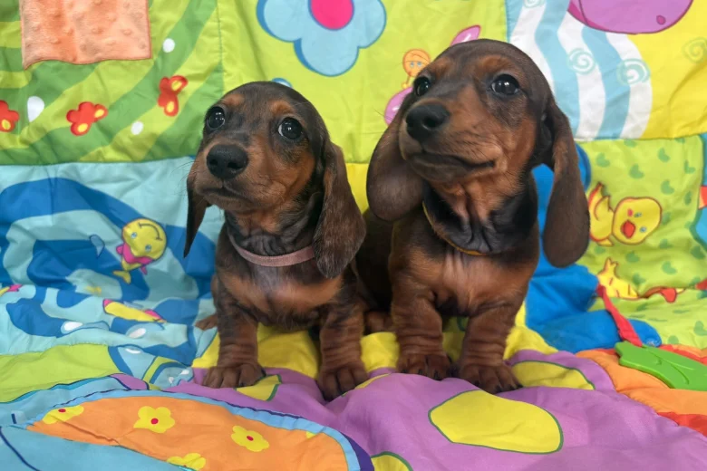 Dachshund (Miniature Smooth Haired)