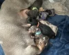 Dachshund (Miniature Smooth Haired)