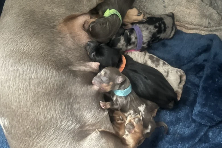 Dachshund (Miniature Smooth Haired)