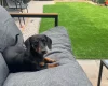 Dachshund (Miniature Smooth Haired)