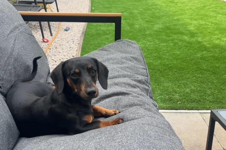Dachshund (Miniature Smooth Haired)