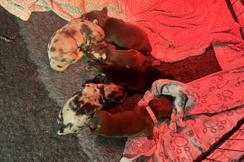 Dachshund (Miniature Smooth Haired)