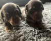 Dachshund (Miniature Smooth Haired)