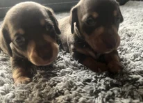 Puppy 1