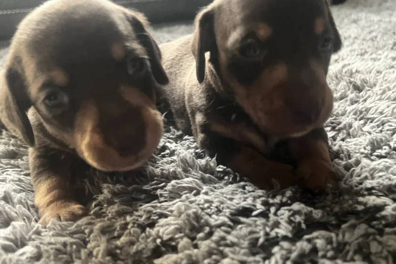 Dachshund (Miniature Smooth Haired)