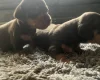 Dachshund (Miniature Smooth Haired)