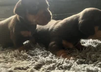 Puppy 2