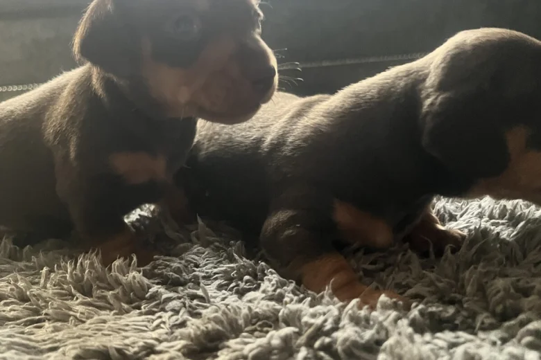 Dachshund (Miniature Smooth Haired)