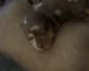 Dachshund (Miniature Smooth Haired)