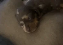 Puppy 4