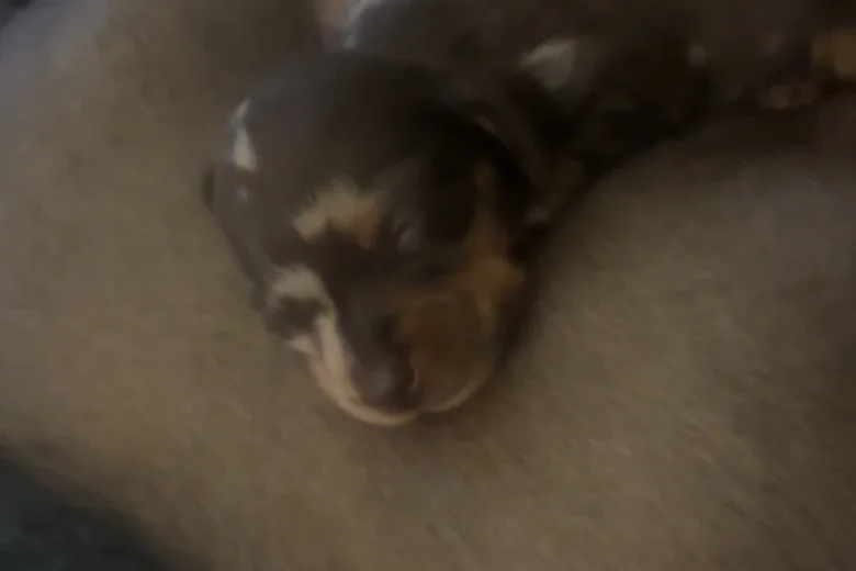 Dachshund (Miniature Smooth Haired)