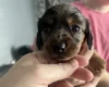 Dachshund (Miniature Smooth Haired)