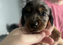 Puppy 5