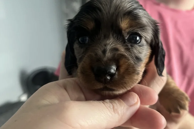Dachshund (Miniature Smooth Haired)