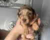 Dachshund (Miniature Smooth Haired)