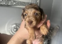 Puppy 6