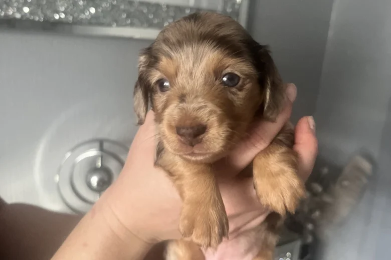 Dachshund (Miniature Smooth Haired)