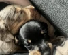 Dachshund (Miniature Smooth Haired)