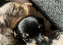 Puppy 3