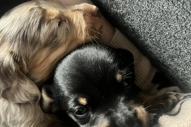 Dachshund (Miniature Smooth Haired)
