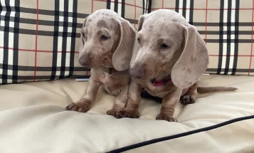 Dachshund (Miniature Smooth Haired)