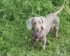 Dachshund (Miniature Smooth Haired)